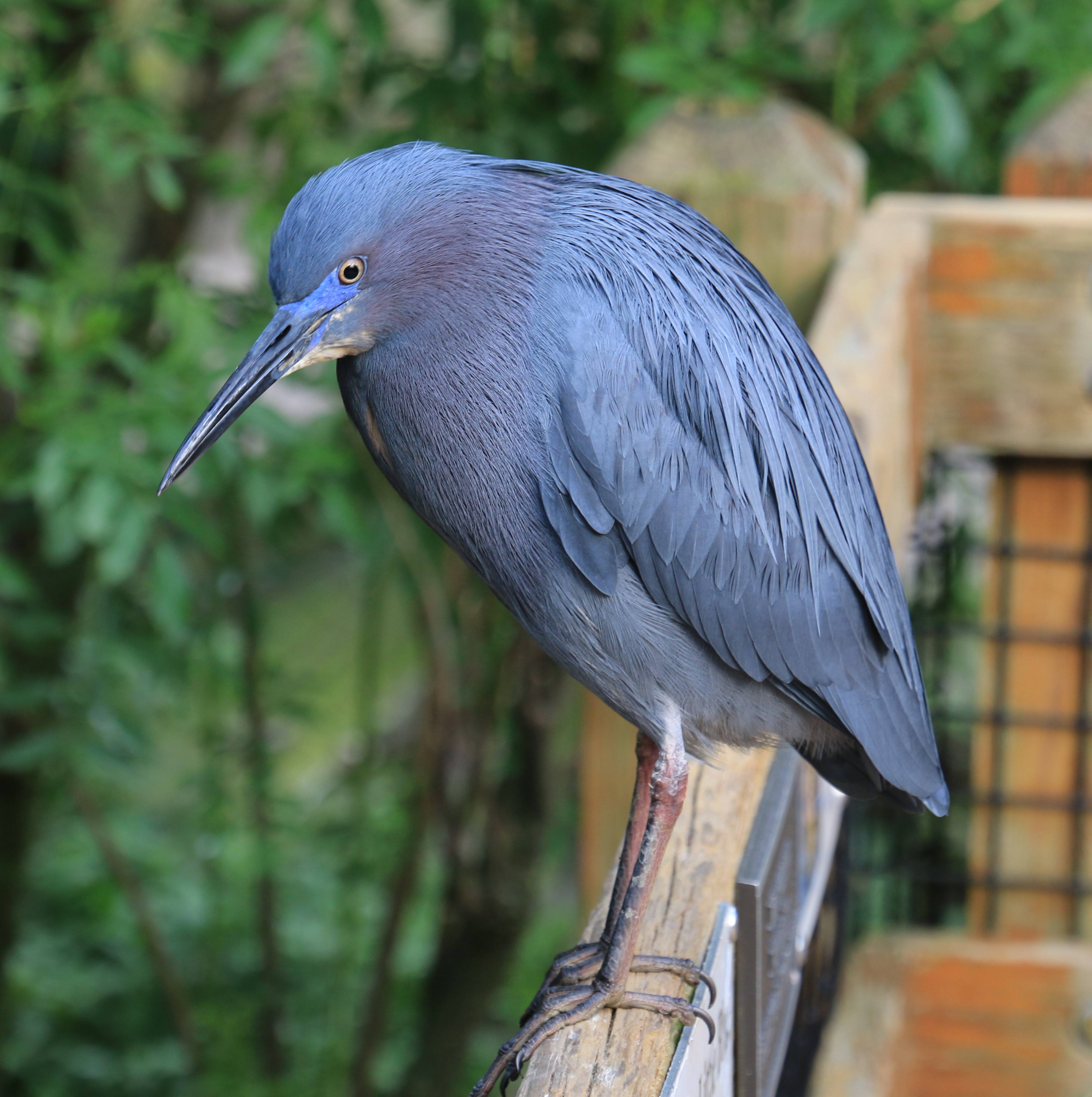 Little Heron